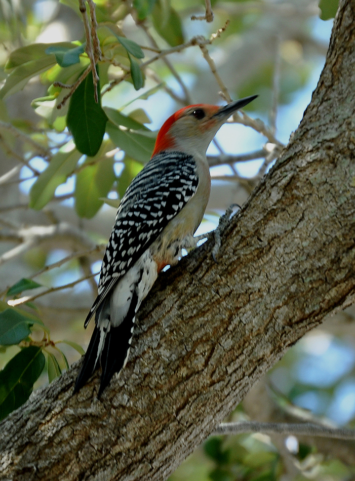 Birds Of Florida Woodpeckers And Passerine